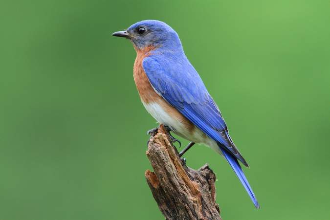 Rotkehl-Hüttensänger: ETH-Forscher nutzen sein Federkleid als Inspiration. Foto: Steve Byland - stock.adobe.com